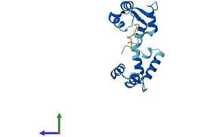 Protein Structure (PS) image for Myosin Light Chain 7, Regulatory (MYL7) (AA 1-175) protein (His tag) (ABIN7561731)