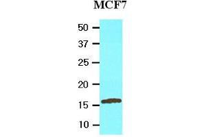 Western Blotting (WB) image for anti-Ubiquitin-Conjugating Enzyme E2L 6 (UBE2L6) (AA 1-152), (N-Term) antibody (ABIN317575) (UBE2L6 Antikörper  (N-Term))