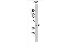 Image no. 1 for anti-K(lysine) Acetyltransferase 8 (KAT8) (C-Term) antibody (ABIN356666) (MYST1 Antikörper  (C-Term))