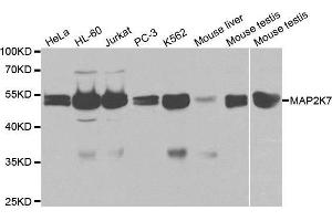 Western blot analysis of extracts of various cell lines, using MAP2K7 antibody. (MAP2K7 Antikörper  (AA 1-250))