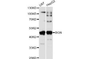 Western blot analysis of extracts of various cell lines, using BGN antibody (ABIN6290096) at 1:1000 dilution. (Biglycan Antikörper)