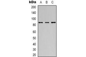 Western blot analysis of 42278 expression in Hela (A), Jurkat (B), HepG2 (C) whole cell lysates. (POU2F1 Antikörper)