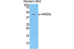 Western Blotting (WB) image for anti-Fibulin 4 (FBLN4) (AA 17-169) antibody (ABIN1858816) (FBLN4 Antikörper  (AA 17-169))
