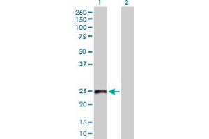 Western Blotting (WB) image for anti-C-Type Lectin Domain Family 1, Member B (CLEC1B) (AA 1-196) antibody (ABIN526587)