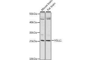 Western blot analysis of extracts of various cell lines, using VGLL1 antibody (ABIN7271318) at 1:1000 dilution. (VGLL1 Antikörper  (AA 59-258))