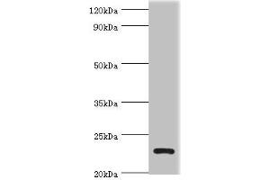 Western blot All lanes: APOBEC3C antibody at 3 μg/mL + K562 whole cell lysate Secondary Goat polyclonal to rabbit IgG at 1/10000 dilution Predicted band size: 23 kDa Observed band size: 23 kDa (APOBEC3C Antikörper  (AA 1-190))