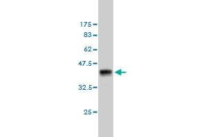 Western Blot detection against Immunogen (37. (ATPase Inhibitory Factor 1 Antikörper  (AA 1-106))