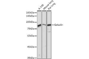 Western blot analysis of extracts of various cell lines, using Gelsolin antibody (ABIN7267365) at 1:1000 dilution.