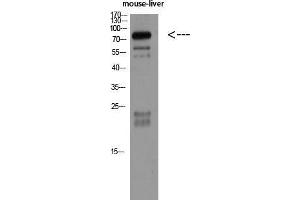 Western Blot (WB) analysis of Mouse Liver using VE-Cadherin Polyclonal Antibody diluted at 1:500. (Cadherin 5 Antikörper  (Internal Region))