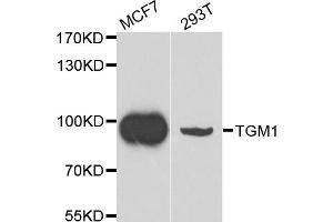 Western blot analysis of extracts of various cell lines, using TGM1 antibody. (TGM1 Antikörper)