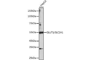 Western blot analysis of extracts of HepG2 cells, using GLUT1/SLC2 Polyclonal Antibody (1208) at 1:1000 dilution. (GLUT1 Antikörper  (C-Term))