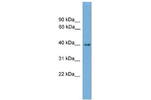 WB Suggested Anti-Alx1 Antibody Titration: 0. (ALX1 Antikörper  (N-Term))