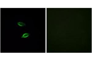 Immunofluorescence (IF) image for anti-G Protein-Coupled Receptor 157 (GPR175) (AA 81-130) antibody (ABIN2890855) (GPR157 Antikörper  (AA 81-130))