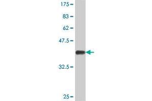 Western Blot detection against Immunogen (38. (DVL1 Antikörper  (AA 1-110))