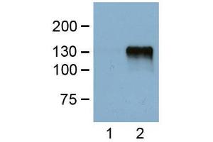 1:1000 (1μg/mL) Ab dilution probed against HEK293 cells transfected with DYKDDDDK-tagged protein vector, untransfected (1) and transfected (2) (DYKDDDDK Tag Antikörper)