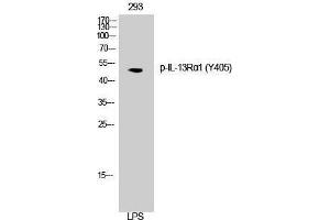 Western Blotting (WB) image for anti-Interleukin 13 Receptor, alpha 1 (IL13RA1) (pTyr405) antibody (ABIN3182446)