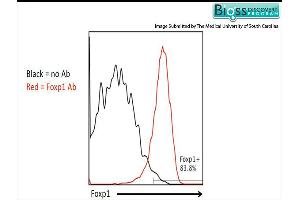 Pmel-1 splenocytes were stained with RABBIT ANTI-FOXP1 POLYCLONAL ANTIBODY, CONJUGATED . (FOXP1 Antikörper  (AA 581-705))