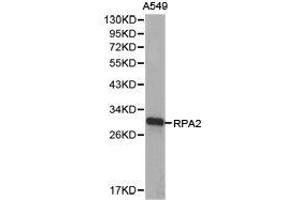 Western Blotting (WB) image for anti-Replication Protein A2, 32kDa (RPA2) antibody (ABIN1874638) (RPA2 Antikörper)