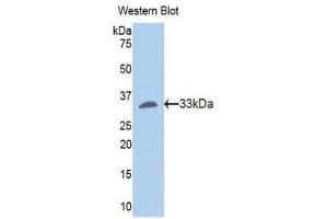 Western Blotting (WB) image for anti-Fibrinogen gamma Chain (FGG) (AA 170-429) antibody (ABIN1175718) (FGG Antikörper  (AA 170-429))