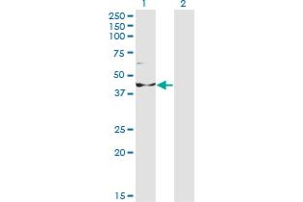 INPP1 Antikörper  (AA 1-399)