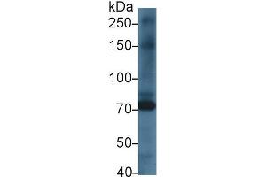 Western blot analysis of Rat Heart lysate, using Rat KEL Antibody (1 µg/ml) and HRP-conjugated Goat Anti-Rabbit antibody ( (KEL Antikörper  (AA 439-713))