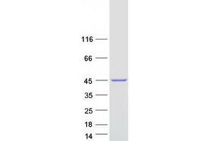 Validation with Western Blot