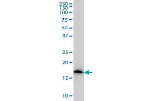 NDUFS4 monoclonal antibody (M01), clone 1A1 Western Blot analysis of NDUFS4 expression in A-431 .