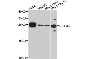 Western blot analysis of extracts of various cell lines, using GSTM3 antibody (ABIN2736867) at 1:3000 dilution. (GSTM3 Antikörper)