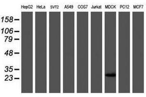 Image no. 6 for anti-RNA Binding Protein with Multiple Splicing (RBPMS) antibody (ABIN1500647) (RBPMS Antikörper)