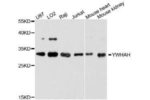 Western blot analysis of extracts of various cell lines, using YWHAH antibody. (14-3-3 eta Antikörper  (AA 1-246))