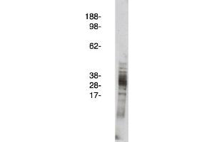 Image no. 1 for anti-Arachidonate 5-Lipoxygenase-Activating Protein (ALOX5AP) antibody (ABIN265257)