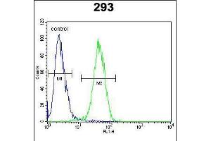 Flow cytometric analysis of 293 cells (right histogram) compared to a negative control cell (left histogram). (Claudin 12 Antikörper  (N-Term))
