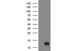 Western Blotting (WB) image for anti-NADH Dehydrogenase (Ubiquinone) 1 alpha Subcomplex, 7, 14.5kDa (NDUFA7) antibody (ABIN1499660) (NDUFA7 Antikörper)