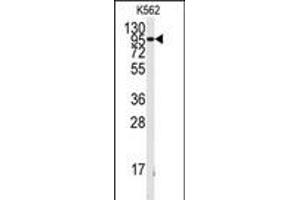 Western blot analysis of anti-FGFR1 Antibody  h in K562 cell line lysates (35 μg/lane). (FGFR1 Antikörper  (AA 132-161))