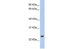 WB Suggested Anti-ORAI1 Antibody Titration:  0. (ORAI1 Antikörper  (Middle Region))