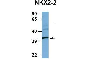 Hum. (Nkx2-2 Antikörper  (N-Term))