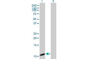 Western Blot analysis of COX7A2L expression in transfected 293T cell line by COX7A2L MaxPab polyclonal antibody. (COX7A2L Antikörper  (AA 1-114))