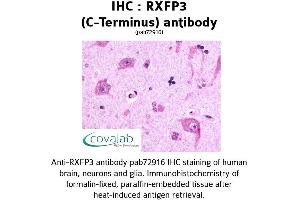 Image no. 1 for anti-Relaxin 3 Receptor 1 (RXFP3) (C-Term) antibody (ABIN1738989) (Relaxin 3 Receptor 1 Antikörper  (C-Term))