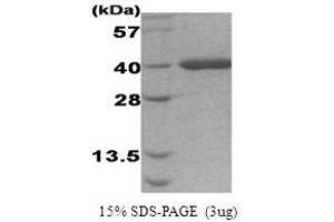 Figure annotation denotes ug of protein loaded and % gel used. (Activator of HSP90 ATPase Activity 1 (AHSA1) (AA 19-337) Peptid)