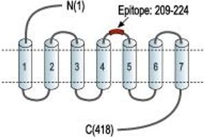 Representative domain view of the target of ABIN7236125. (Neurotensin Receptor 1 (High Affinity) (NTSR1) Peptid)