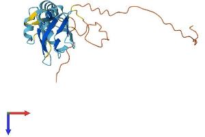 SFRS9 Protein (AA 1-222) (His tag)