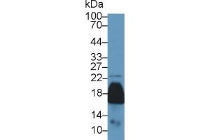 Western blot analysis of Mouse Kidney lysate, using Mouse PRDX5 Antibody (1 µg/ml) and HRP-conjugated Goat Anti-Rabbit antibody ( (Peroxiredoxin 5 Antikörper  (AA 1-210))