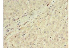 Immunohistochemistry of paraffin-embedded human liver tissue using ABIN7162276 at dilution of 1:100 (ORMDL1 Antikörper  (AA 48-100))