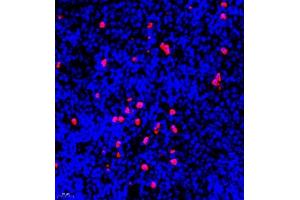 Immunofluorescent analysis of paraffin embedded mouse spleen using S100A9 (ABIN7075497) at dilution of 1: 900