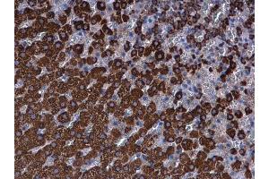 IHC-P Image Ferredoxin Reductase antibody detects Ferredoxin Reductase protein at mitochondria in rat adrenal gland by immunohistochemical analysis.