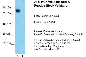 Host: Rabbit  Target Name: HGF  Sample Tissue: Human HepG2 cell  Lane A:  Primary Antibody Lane B:  Primary Antibody + Blocking Peptide Primary Antibody Concentration: 1 µg/mL Peptide Concentration: 5. (HGF Antikörper  (N-Term))