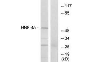 Western Blotting (WB) image for anti-Hepatocyte Nuclear Factor 4, alpha (HNF4A) (AA 280-329) antibody (ABIN2889004) (HNF4A Antikörper  (AA 280-329))