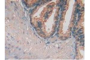IHC-P analysis of Human Prostate Gland Tissue, with DAB staining. (FUCA1 Antikörper  (AA 53-289))