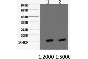 Western Blotting (WB) image for anti-Cytochrome C Oxidase Subunit IV Isoform 1 (COX4I1) antibody (ABIN5956222) (COX IV Antikörper)