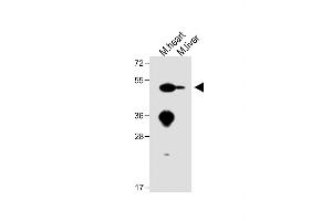 Western Blotting (WB) image for anti-Solute Carrier Family 29 (Nucleoside Transporters), Member 1 (SLC29A1) (AA 402-431), (C-Term) antibody (ABIN387940)